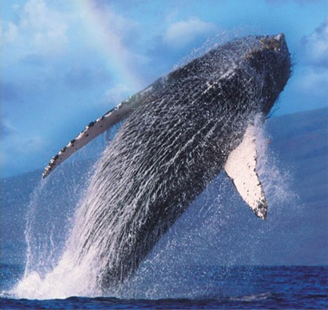 breaching Whale